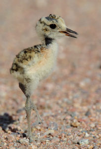 mtplover-chick
